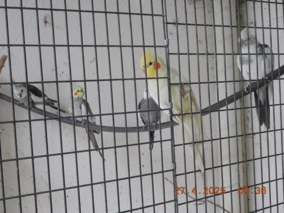 מעוניין לדלל