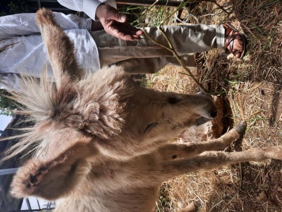 עיירות יפות ובריאות מתאימות לפטר