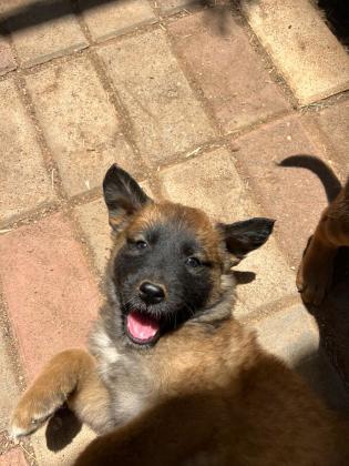 גורים מהממים של רועה בלגי