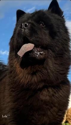 כלבה מסתדרת עם כולם במיוחד עם ילדים