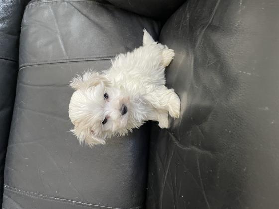 גורי מלטז מעלפים היפואלרגנים ללא