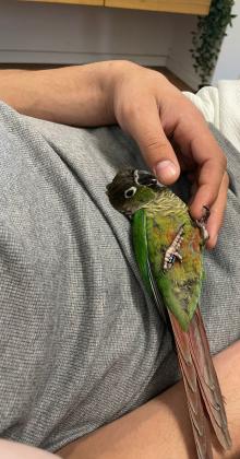 למכירה תוכי גרינציק ירוק כולל