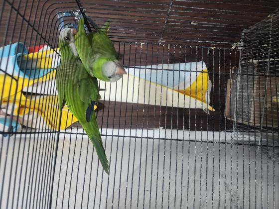 זוג קוואקר חמודים מאוד נמכרים