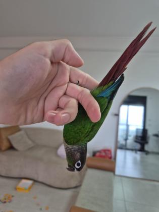 למכירה תוכי גרינציק ירוק כולל