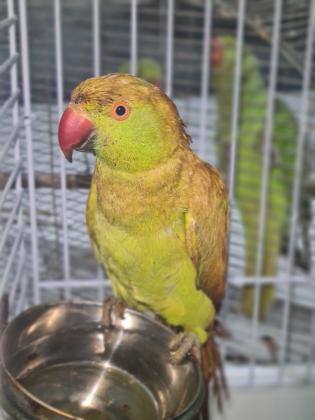 נקבה עם שלושה גוזלים בני חודש