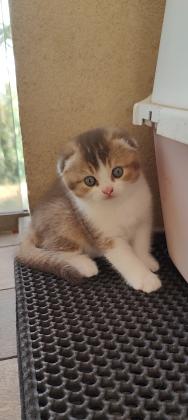 גורים סקוטי פולד