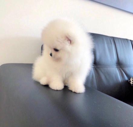 גורי פומרניין מהממים בצבע לבן