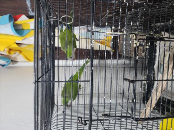 זוג קוואקר חמודים מאוד נמכרים