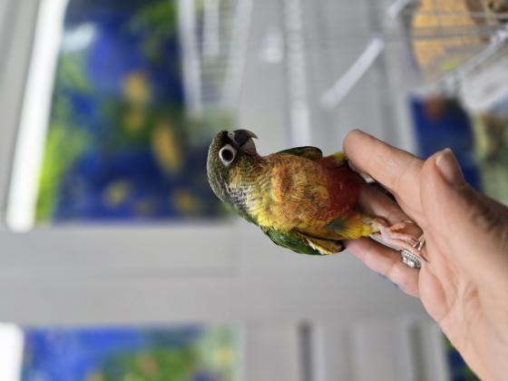 גוזלים גרין צ'יק האכלת יד