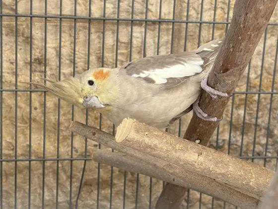 נקבה חמודה בת שנה לא האכלת יד
