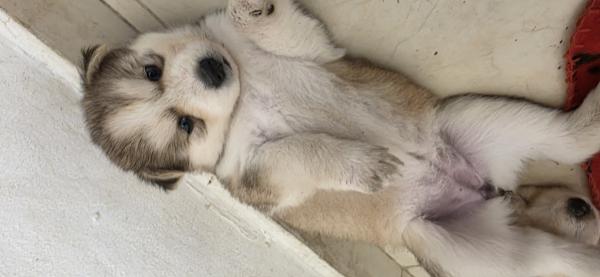 *גורת האסקי סיבירי ברמה גבוהה*