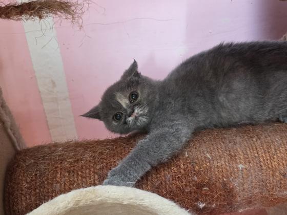 גורות בריטי בת 3 חודש