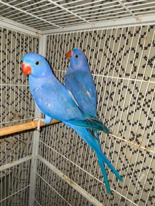 גוזלי דררה גוזלים האכלת יד