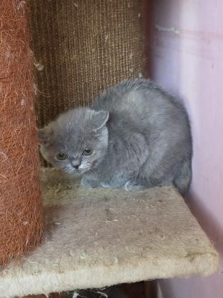 גורות בריטי בת 3 חודש