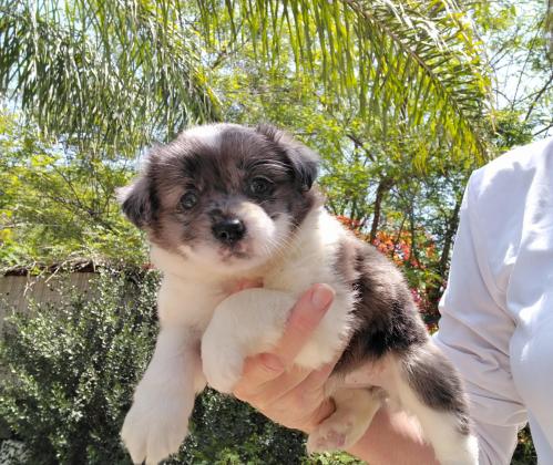 גורי שיצו מעורב שפיץ, בני