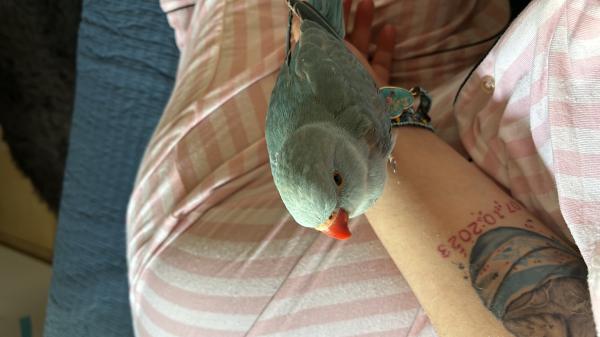 דררה בן 04 חודשים אכלת