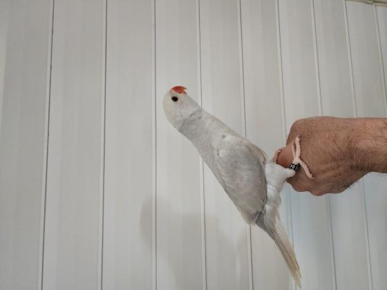 האכלות יד מטובעים 800-1200