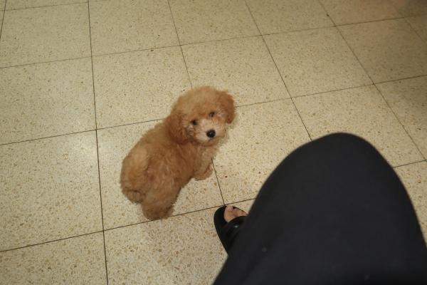 פודל ננסי מתוק בטירוף נמכר