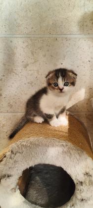 גורים סקוטי פולד