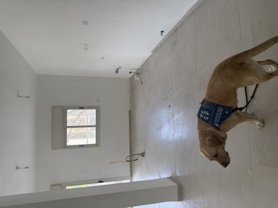 ליונל ווטסון 3, רמת בגין