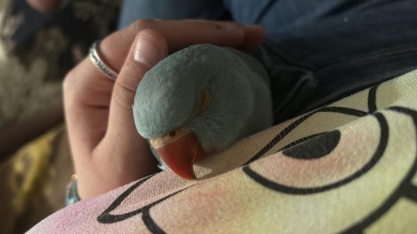 דררה בן 04 חודשים אכלת