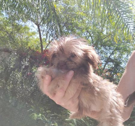 פודל מעורב ננסי, בן חודשיים,