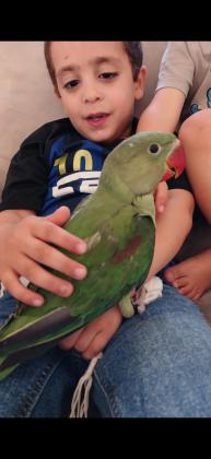 אלכסנדרין אכלת יד, מתוק! רגיל