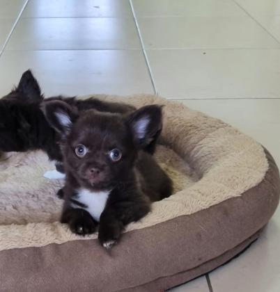 גור זכר בצבע שוקולד