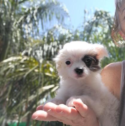 פומרניין בת חודשיים, תישאר קטנה,