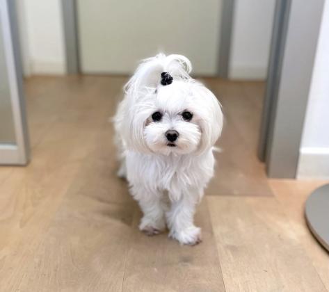 גורי מלטז מעלפים היפואלרגנים ללא