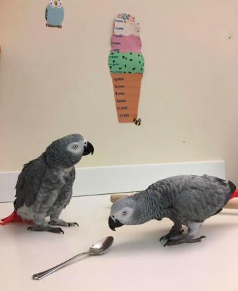 תוכים אפריקאים אפורים זכרים ונקבות