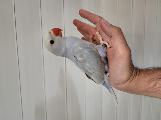 האכלות יד מטובעים 800-1200