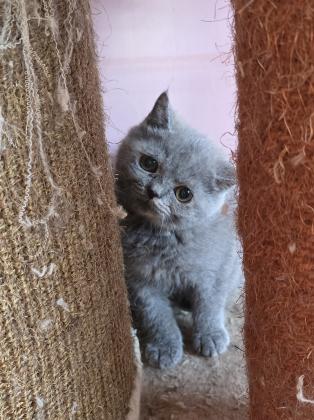 גורות בריטי בת 3 חודש