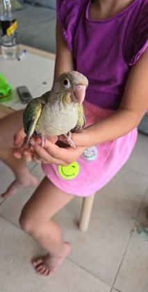 אכלת יד מושלמים מחפשים לשחק,