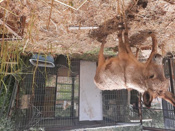 עיירות יפות ובריאות מתאימות לפטר