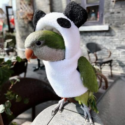 תוכי קווקאר האכלת יד סקרן וחכם לא נושך