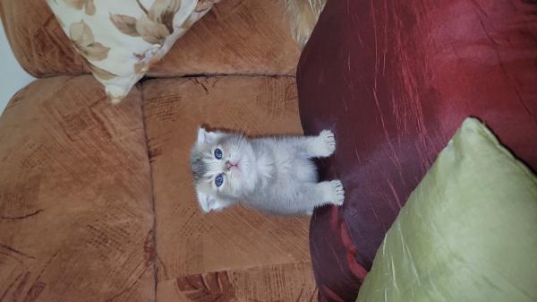 שתי גורות סקוטית מהממות בנות