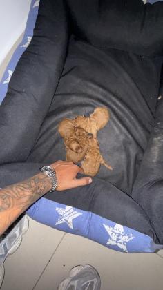 גוריי פודל טוי נדירים אדומים