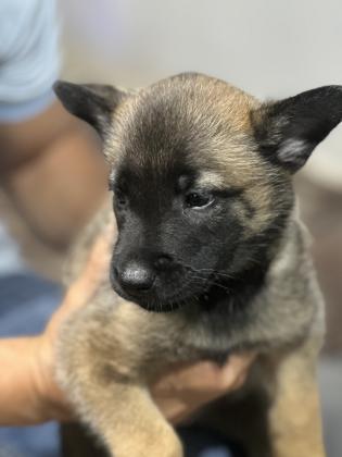 למכירה גורי מלינואה גזעיים ברמה