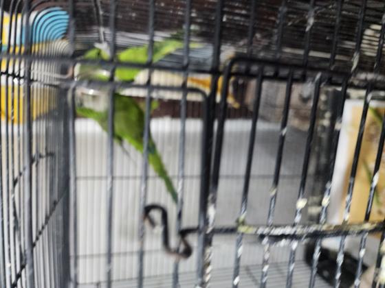 זוג קוואקר חמודים מאוד נמכרים