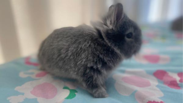 יש לי ארנבת חמודה ברמות,