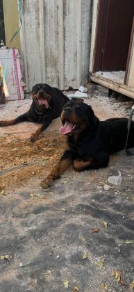 גורי רוטווילר בני חודשיים מחוסנים