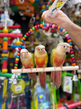 גרין צ'יקים האכלת יד ברמה