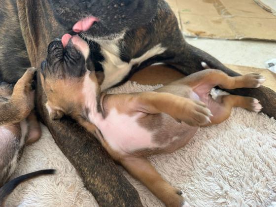 גורי בוקסר גזעים ללא תיעוד,