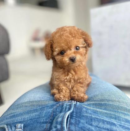 גורי פודל חמודים לאימוץ לכל משפחה אוהבת