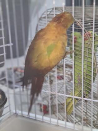 נקבה עם שלושה גוזלים בני חודש