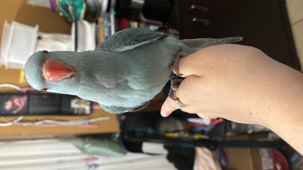 דררה בן 04 חודשים אכלת