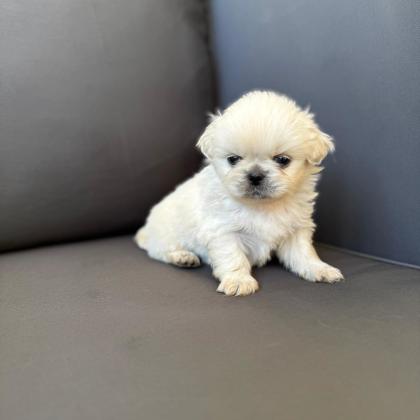 למחפשי פקניז