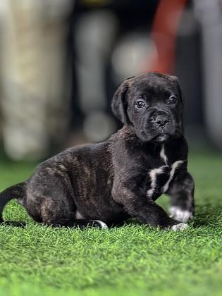 גורי קאנה קורסו מושלמים רק