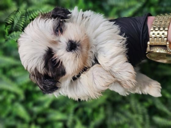 גורי שיצו מהממים לאחר חיסון